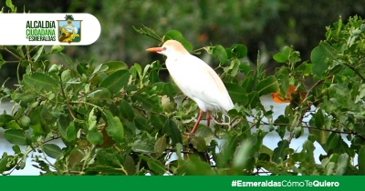 D&iacute;a Internacional de la Defensa del Ecosistema de Manglares